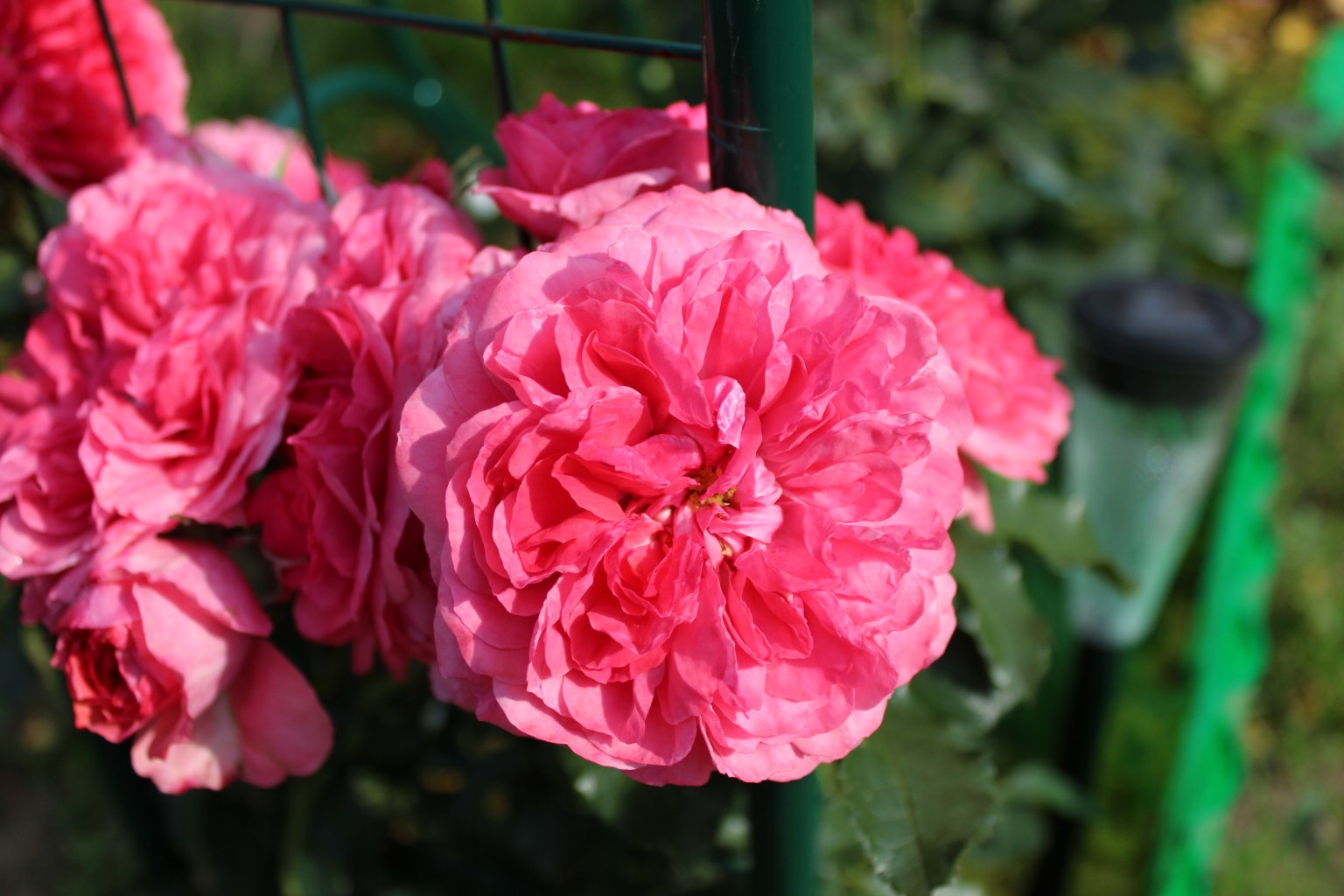 Rosarium Uetersen (15).JPG