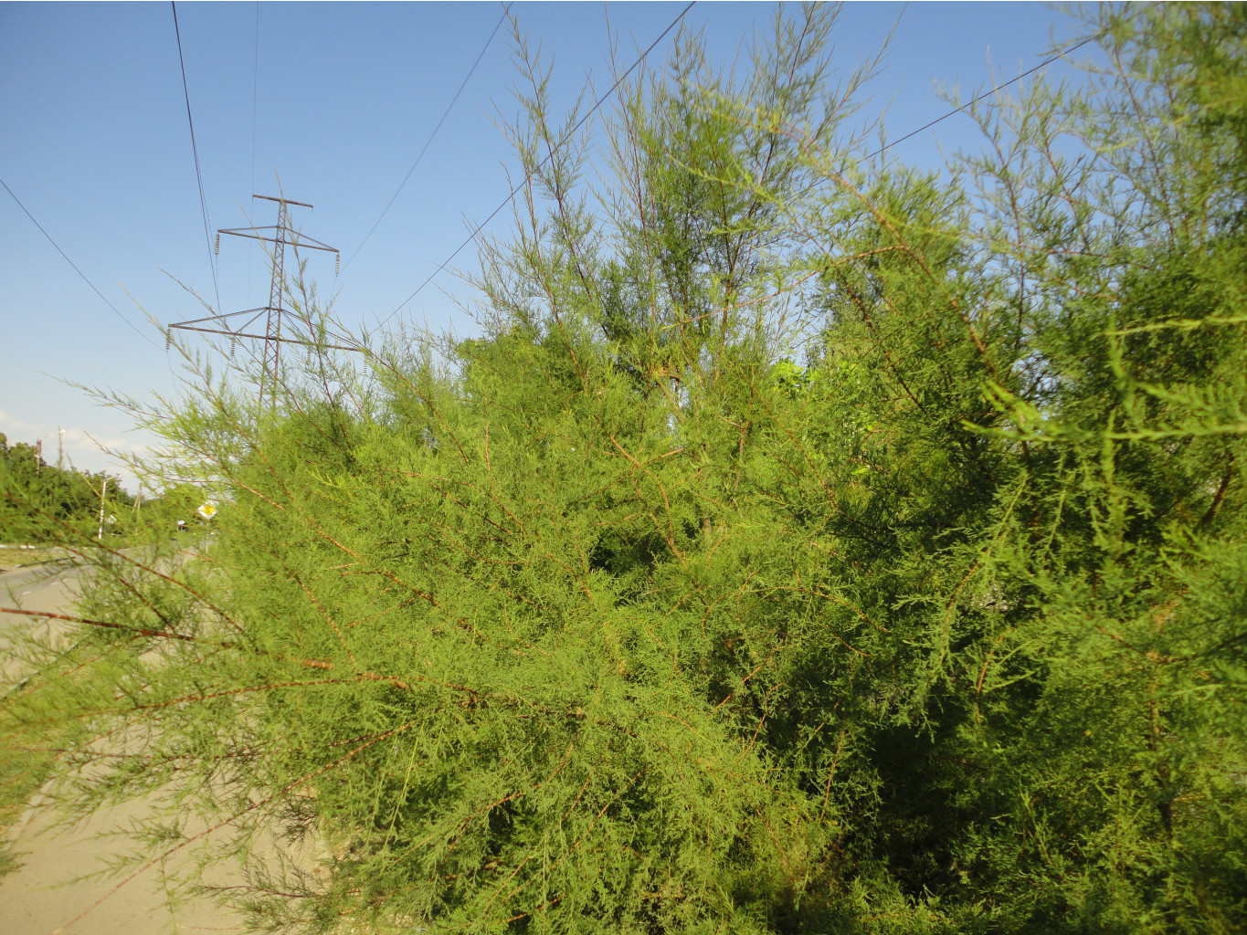 DSC08355.JPG