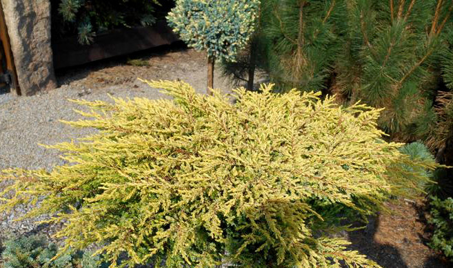 95,7.  Juniperus communis Goldschatz.jpg