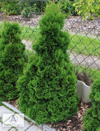 95,7.  Thuja occidentalis Miky.jpg