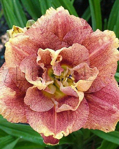 Hemerocallis-Happy-Hooligan.jpg