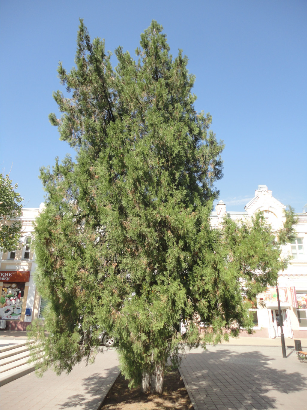 DSC08387.JPG
