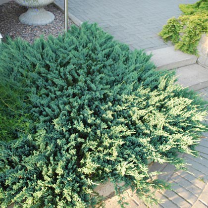     (Juniperus horisontalis Blue Chip)  ( )