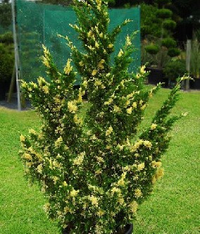 95,7.  Juniperus chinensis Variegata.jpg