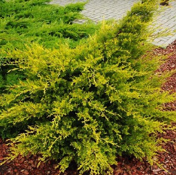 95,7.  Juniperus chinensis Kuriwao Gold.jpg