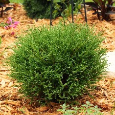 101,2.  Thuja occidentalis Mr Bowling Ball.jpg