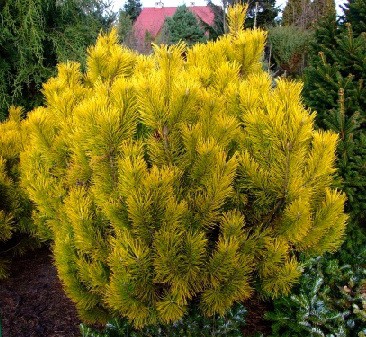 420,2.  Pinus mugo Golden Glow.jpg