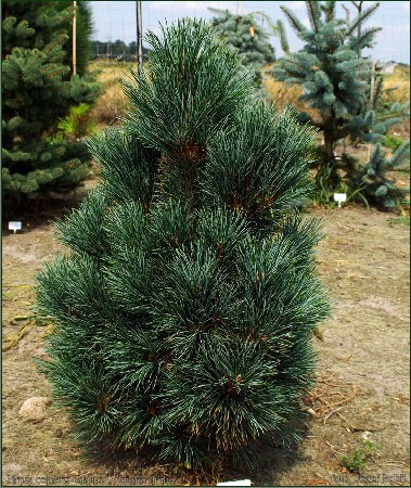 442,2.  Pinus cembra Glauca.jpg