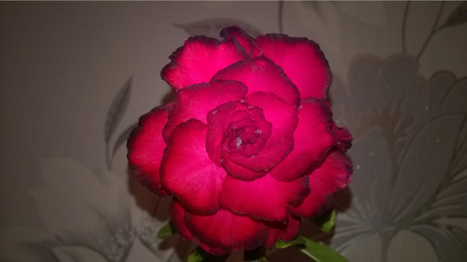 WP 20151018 18 44 58 Pro.jpg