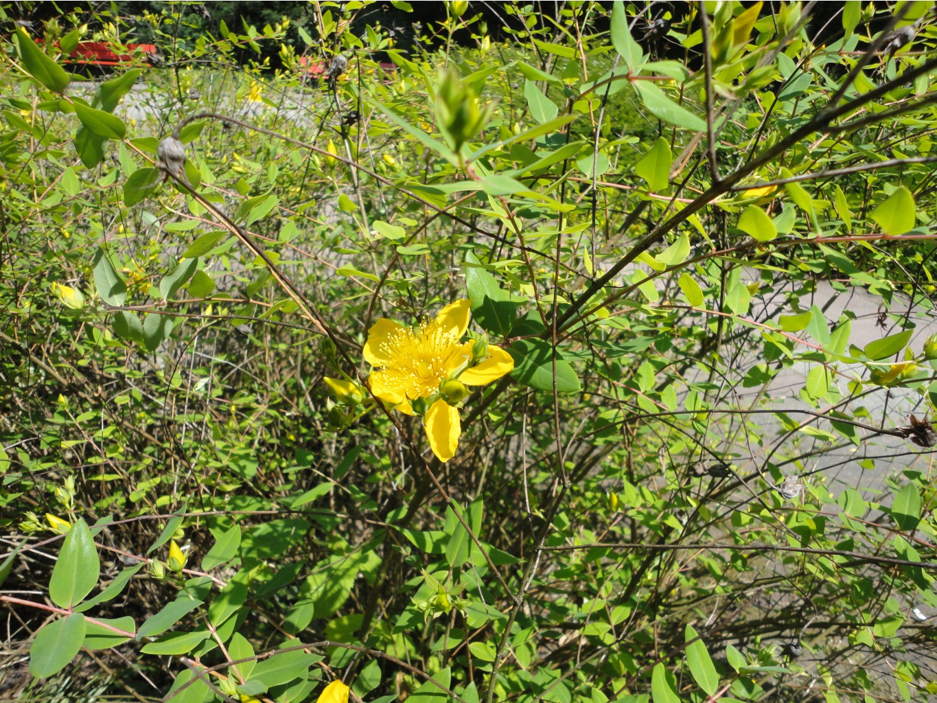 DSC07797.JPG