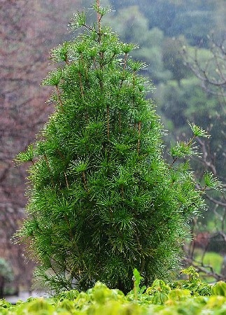 255,2.  Sciadopitys verticillata.jpg