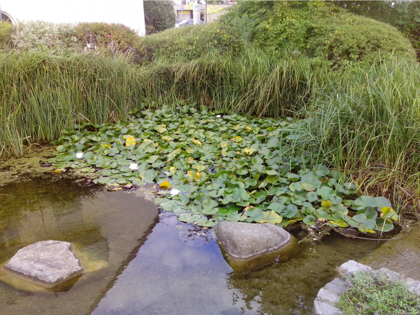 IMG 20150920 175819.jpg