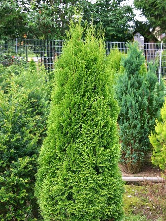 79,2.  Thuja occidentalis Smaragd.jpg