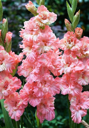 562b4cde40edc 983rub. gladiolus frizzld pinkzakazyvaem tolko tselymi upakovkami po 8 sht.nov15.jpg