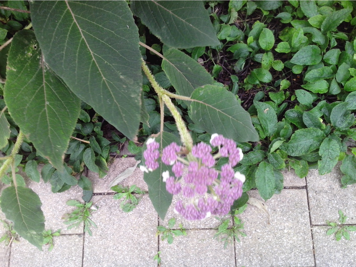 IMG 20150713 084830.jpg