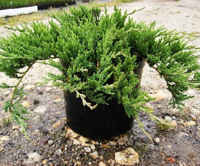 95,7.  Juniperus horizontalis Jade River.jpg