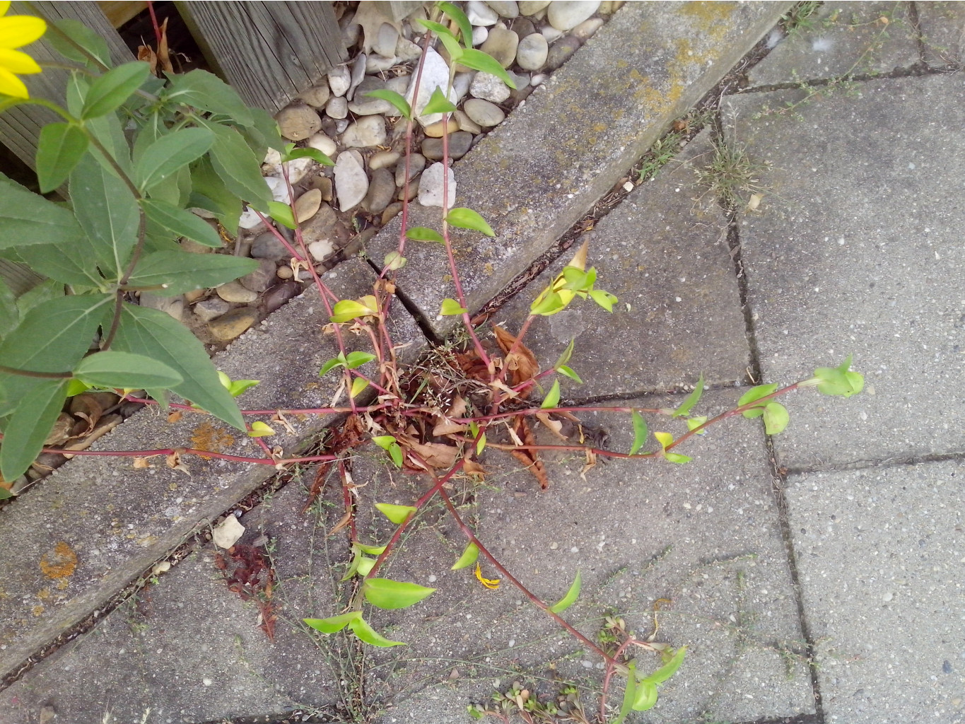 IMG 20150920 184424.jpg