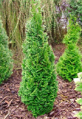 113,3.  Thuja occidentalis Brobecks Tower.jpg