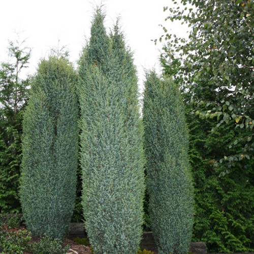 95,7.  Juniperus communis Suecica.jpg