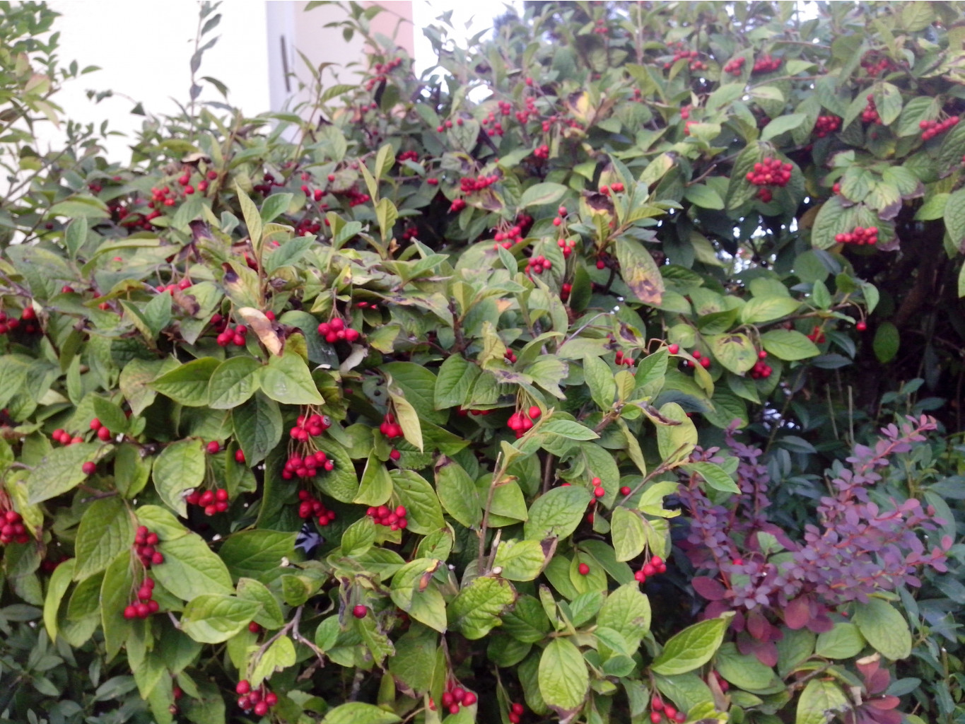 IMG 20150920 182859.jpg