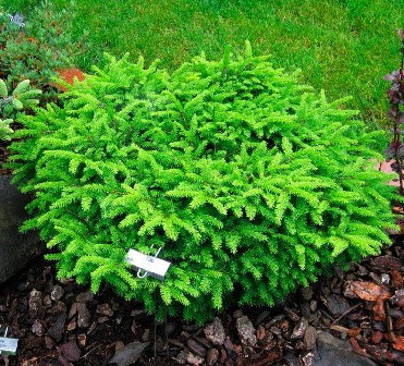 128,7.  Picea abies Nidiformis.jpg