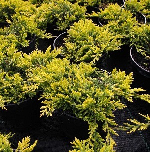 95,7.  Juniperus horizontalis Golden Carpet.jpg