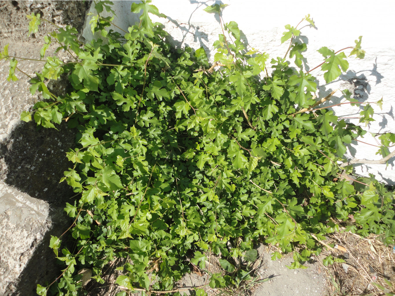 DSC08402.JPG