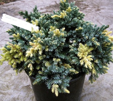 123,2.  Juniperus squamata Floriant.jpg