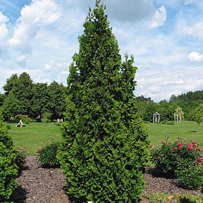 106,7.  Thuja occidentalis Spiralis.jpg