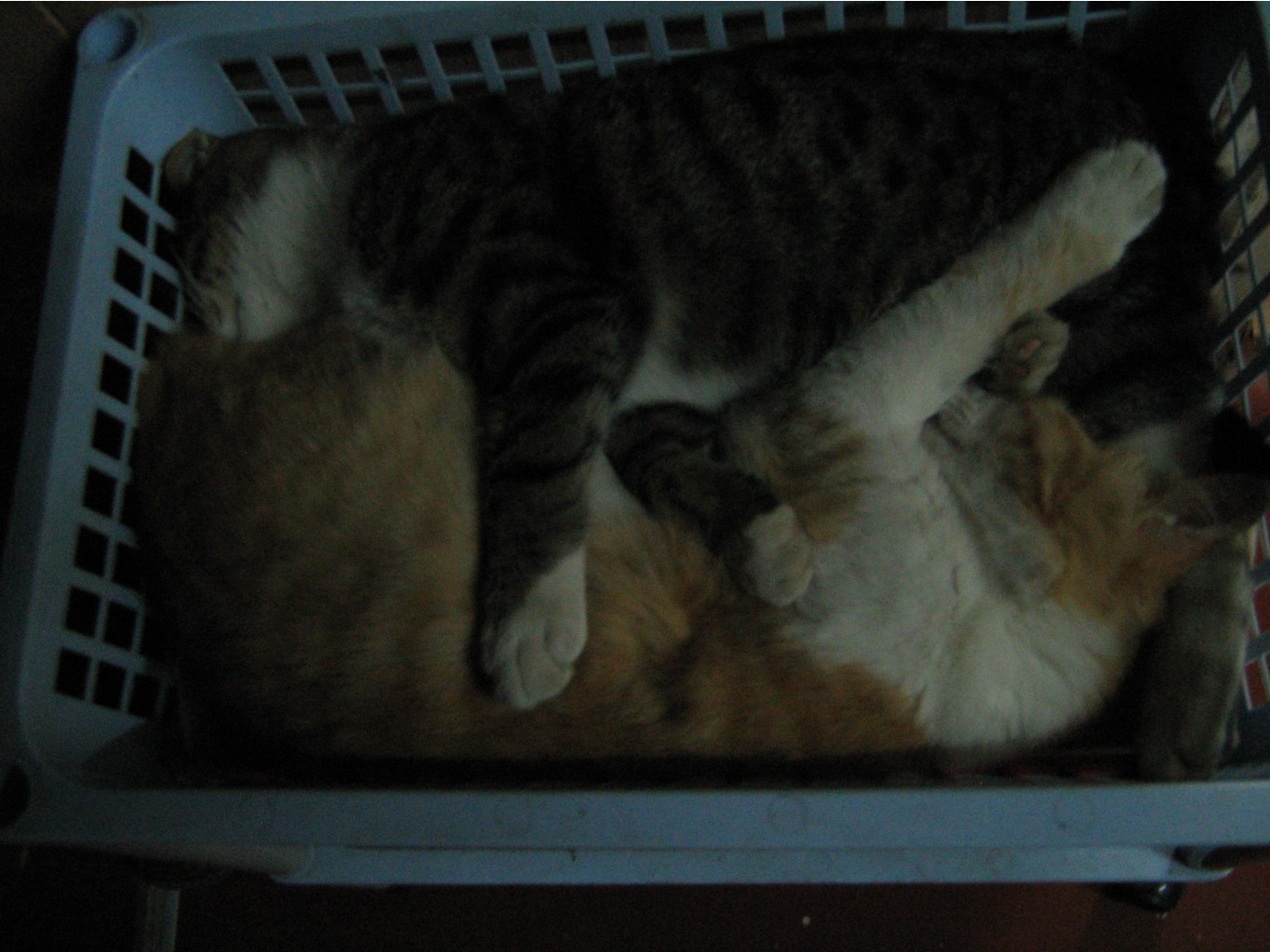 IMG 3076.JPG