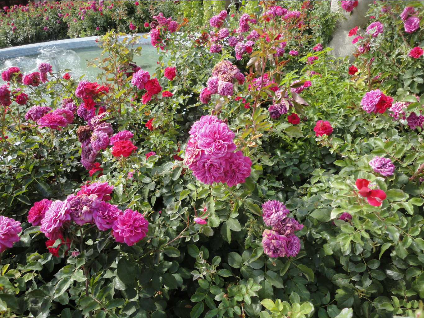 DSC08440.JPG