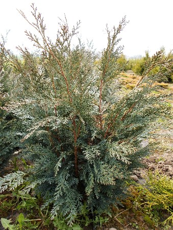 86,9.  Chamaecyparis lawsoniana Pelts Blue.jpg