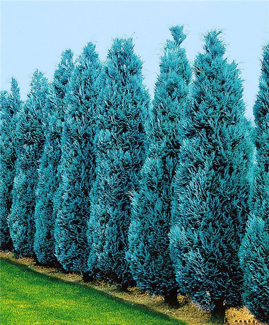 86,9.  Chamaecyparis lawsoniana Columnaris.jpg