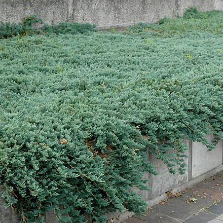 172,7.  Juniperus horizontalis Icee Blue.jpg