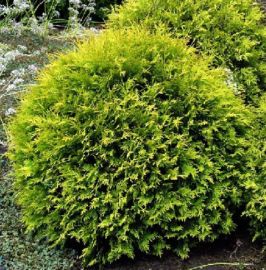 84,7.  Thuja occidentalis Golden Globe.jpg