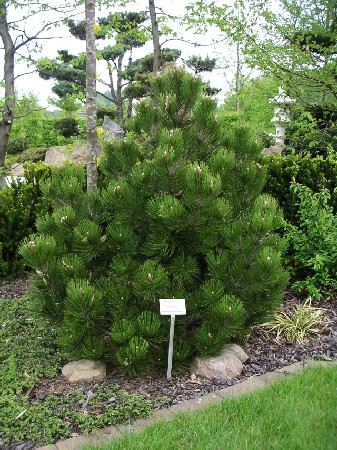 442,2.  Pinus heldreichii Compact Gem.jpg