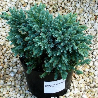 95,7.  Juniperus squamata Blue Star.jpg