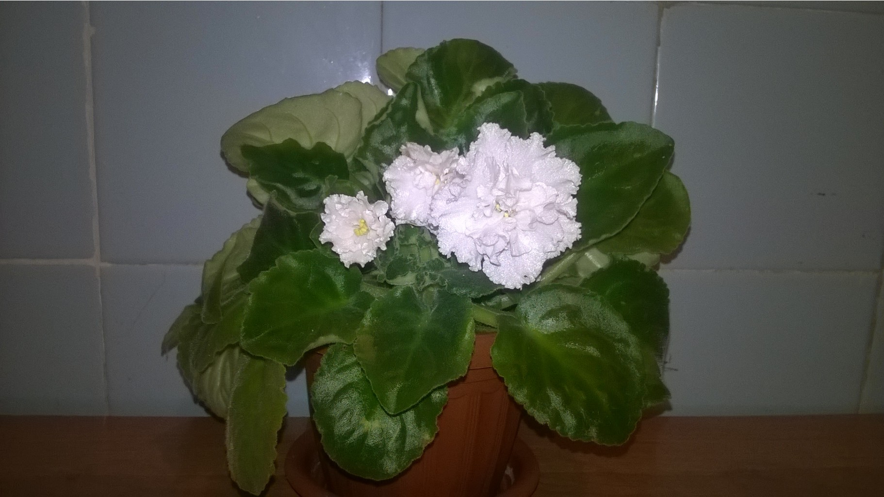 WP 20151017 21 58 38 Pro.jpg