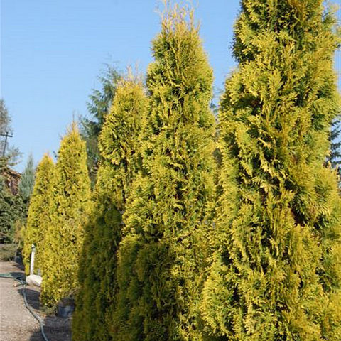 139,7.  Thuja occidentalis Yantar.jpg