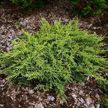 95,7.  Juniperus squamata Dream Joy.jpg