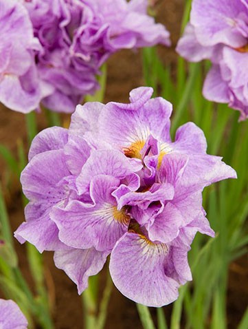 Iris-siberica-Pink-Parfait.jpg