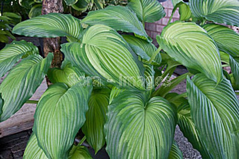 Hosta-War-Paint.jpg