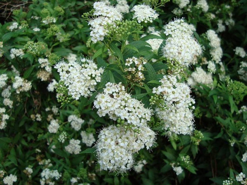  japonica Pygmaea Alba 2 20-30-3,02