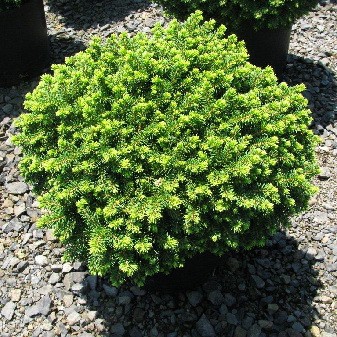 128,7.  Picea abies Little Gem.jpg