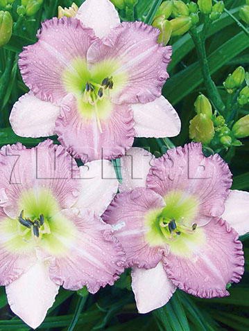 Hemerocallis-Eleonore.jpg