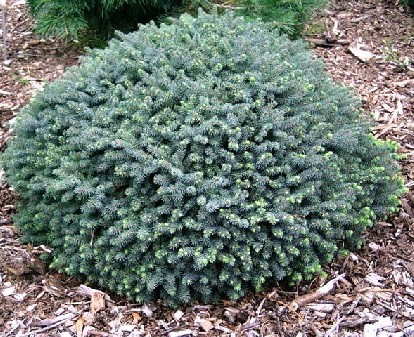172,7.  Picea mariana Nana.jpg