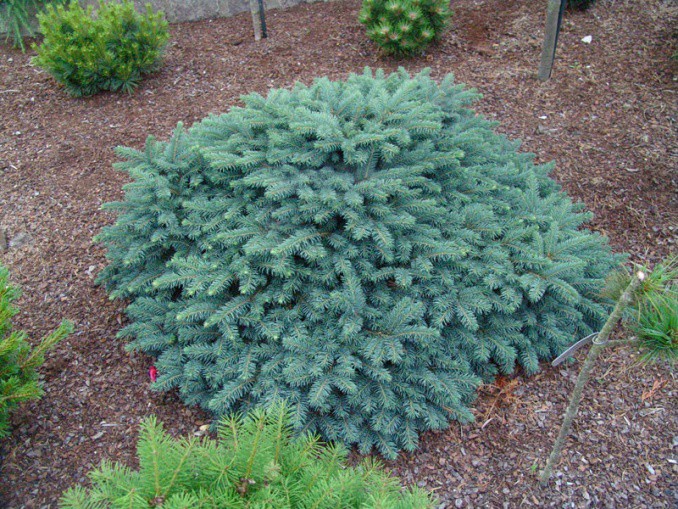 150,7.  Picea abies Waldbrund.jpg