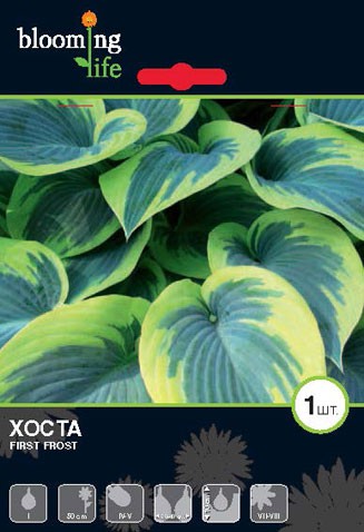 Hosta-First-Frost.jpg