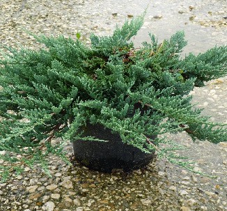 95,7.  Juniperus horizontalis Blue Chip.jpg
