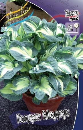    .Hosta Golden Meadows.  ( )